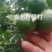 广西土柠檬