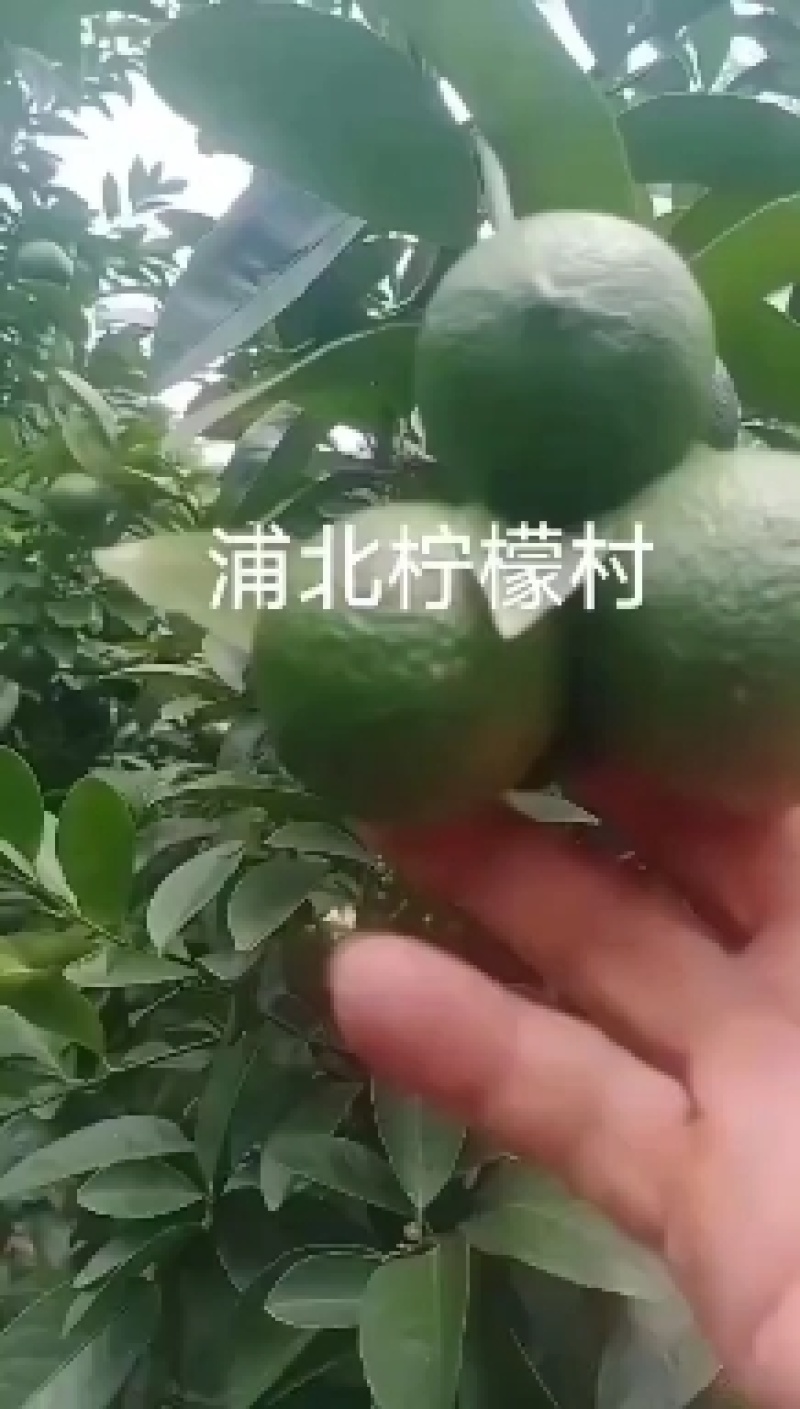 广西土柠檬