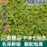 正宗小回香商用批发调料种子新鲜小回香批发包邮