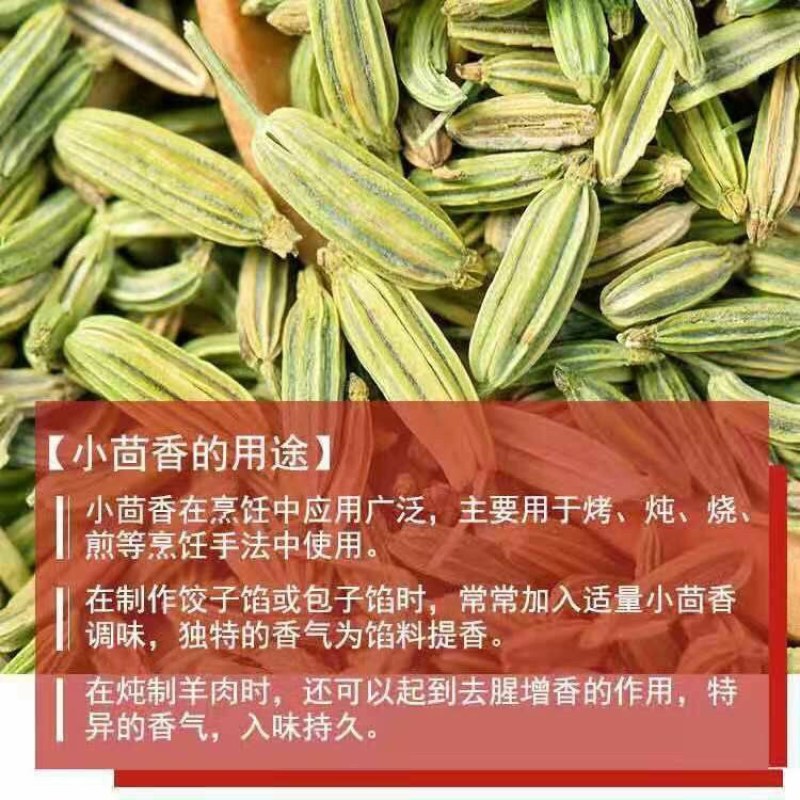 正宗小回香商用批发调料种子新鲜小回香批发包邮