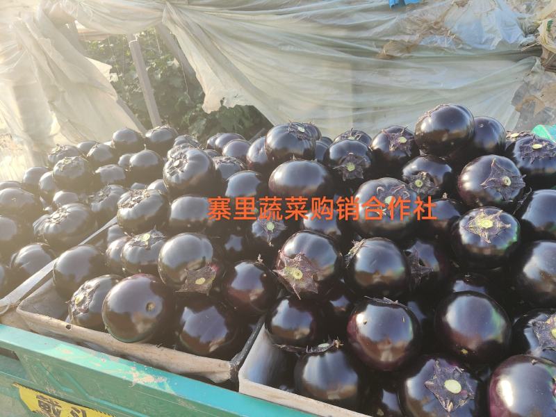 圆茄