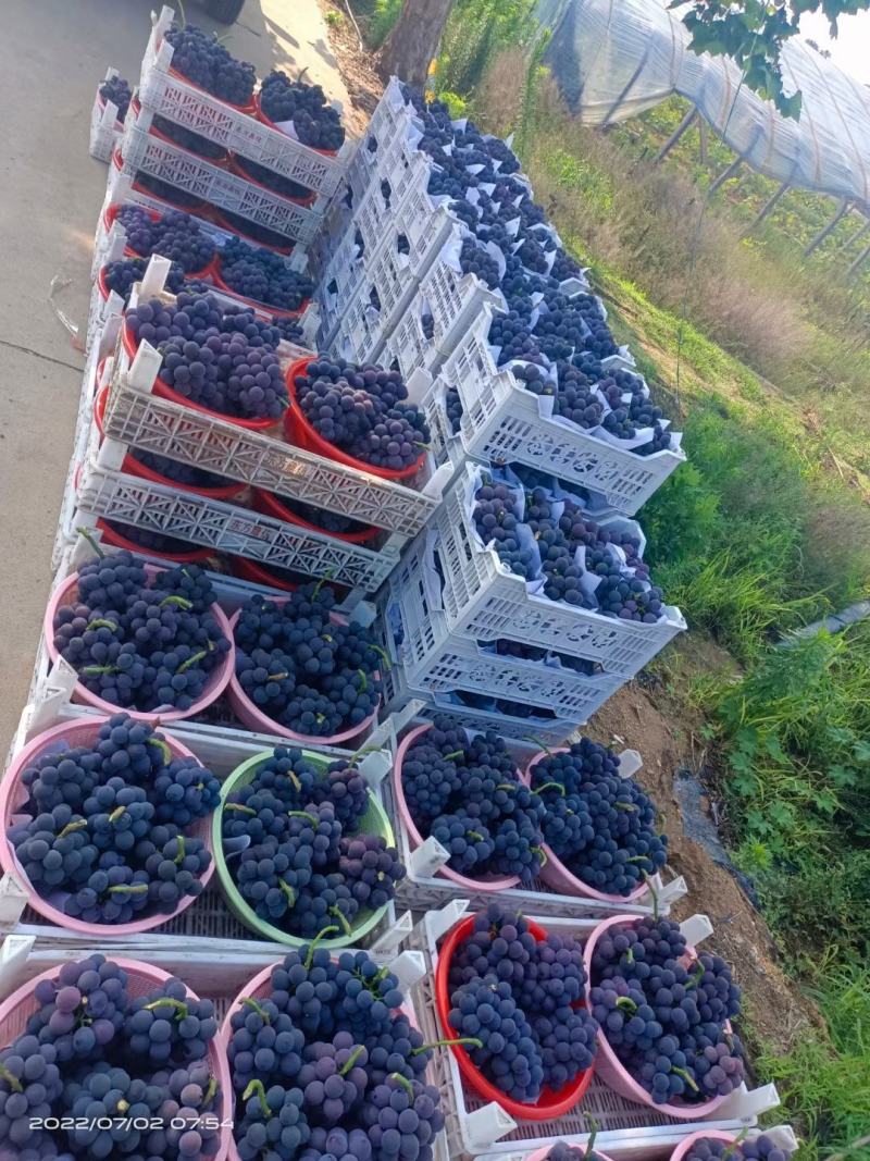 正品巨峰葡萄苗《38年专业苗圃基地质壮苗纯正品》