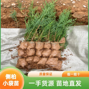 侧柏小苗侧柏苗侧柏基地侧柏价格侧柏树