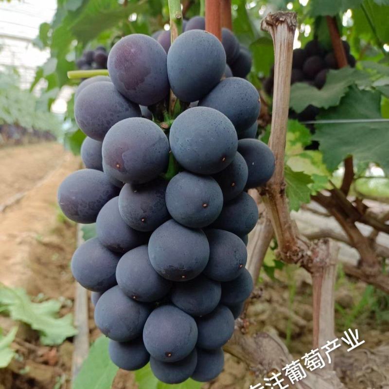 正品巨峰葡萄苗《38年信誉让农户放心质壮苗纯》放心种植