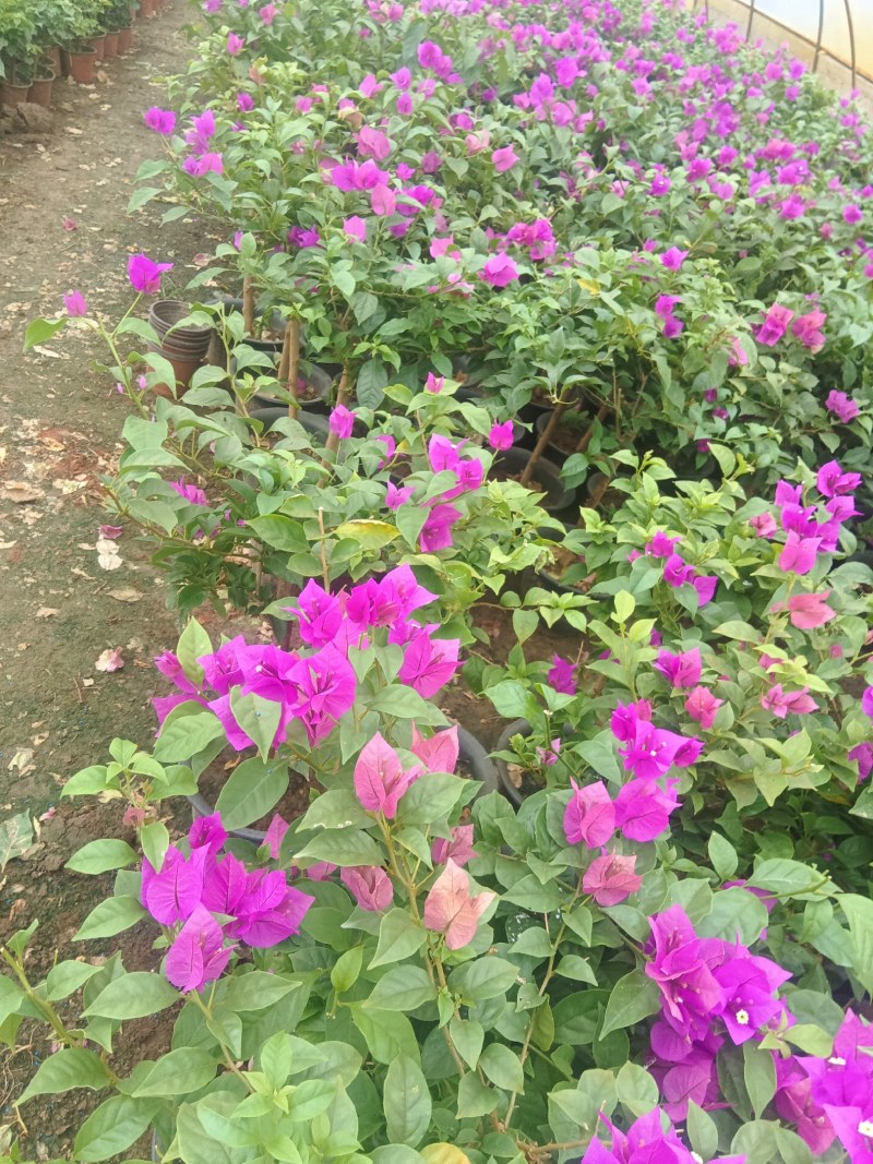 三角梅