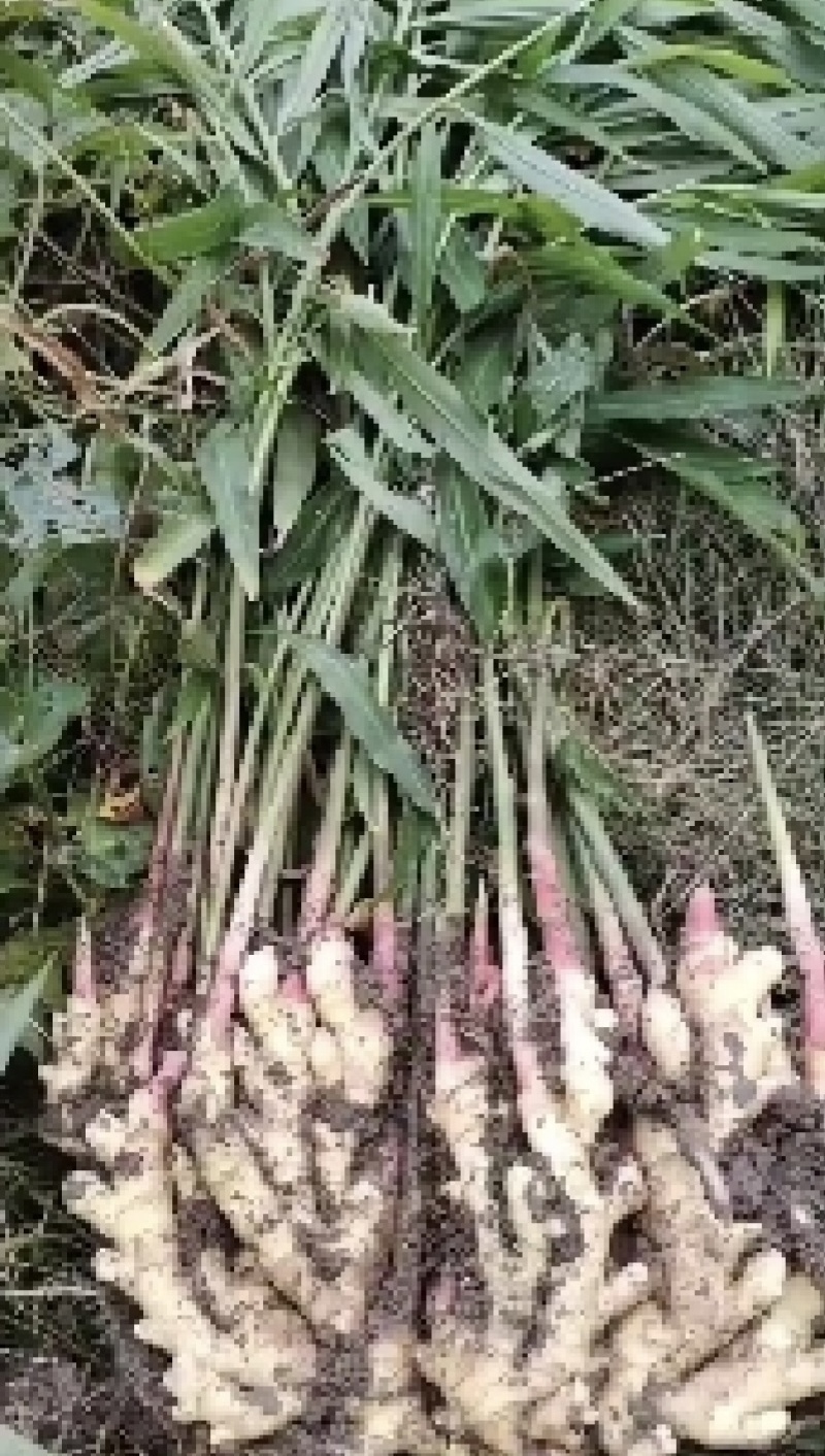 云南红河精品小黄姜产地大量供应，规格齐全保质保量欢迎