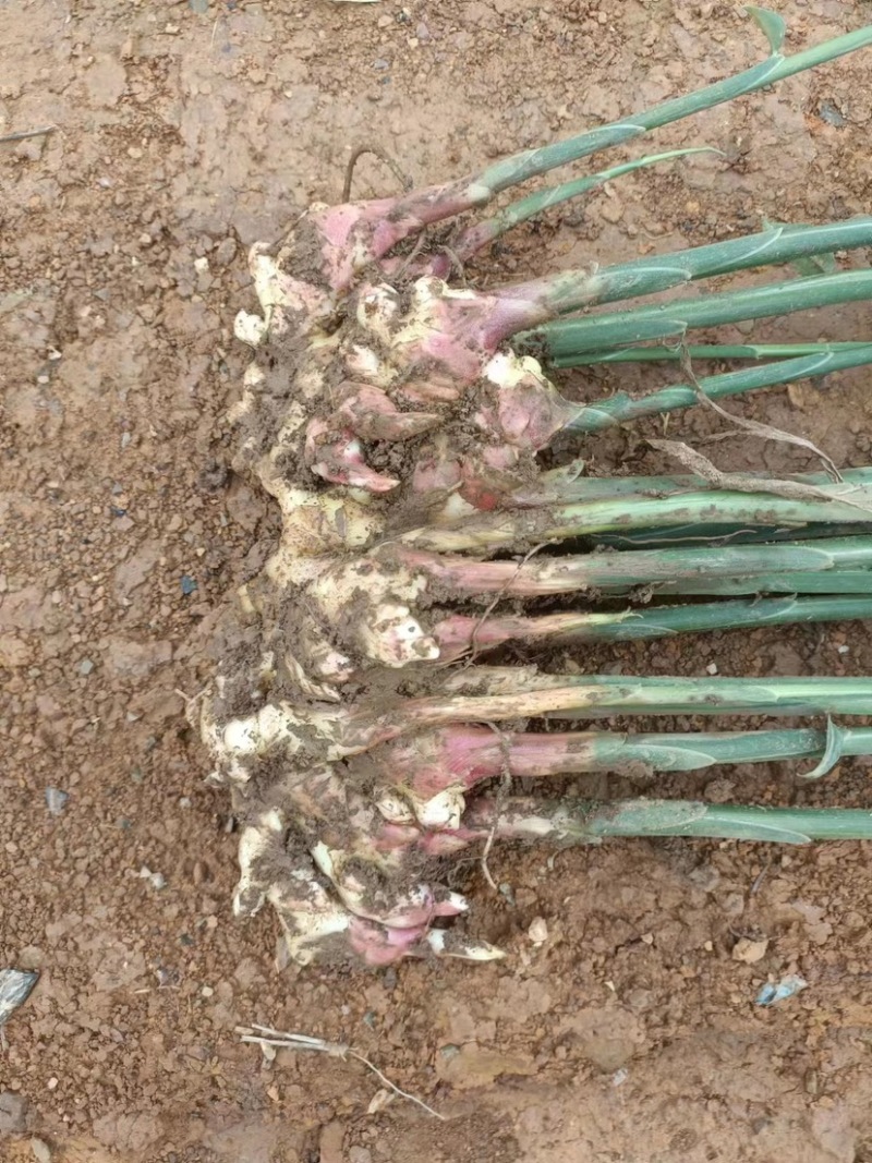 云南红河精品小黄姜产地大量供应，规格齐全保质保量欢迎