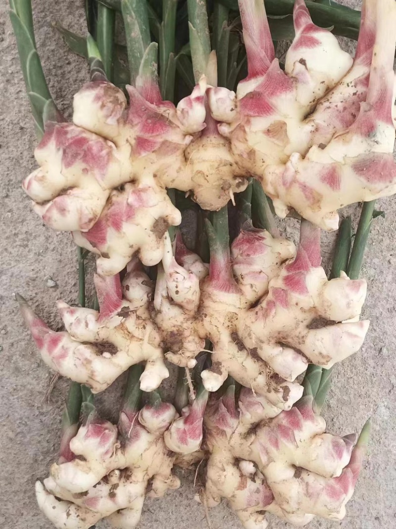 云南红河精品小黄姜产地大量供应，规格齐全保质保量欢迎
