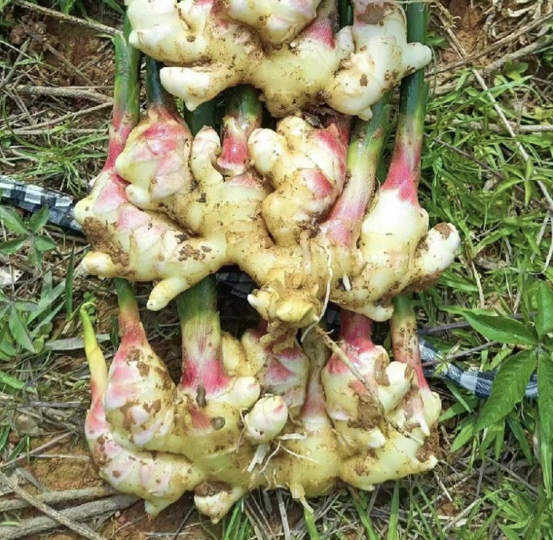 云南红河精品小黄姜产地大量供应，规格齐全保质保量欢迎