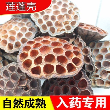 天然新货野生莲房干莲房中药材莲蓬壳莲子壳连