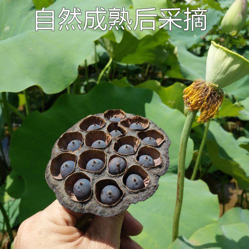 天然新货野生莲房干莲房中药材莲蓬壳莲子壳连