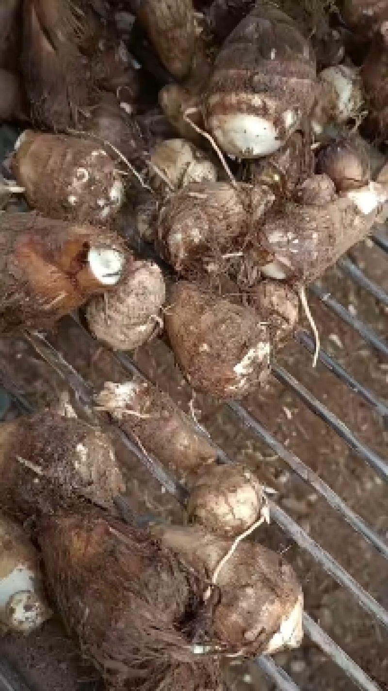 毛芋头产地价格量大保质保量质量好价格低质量好