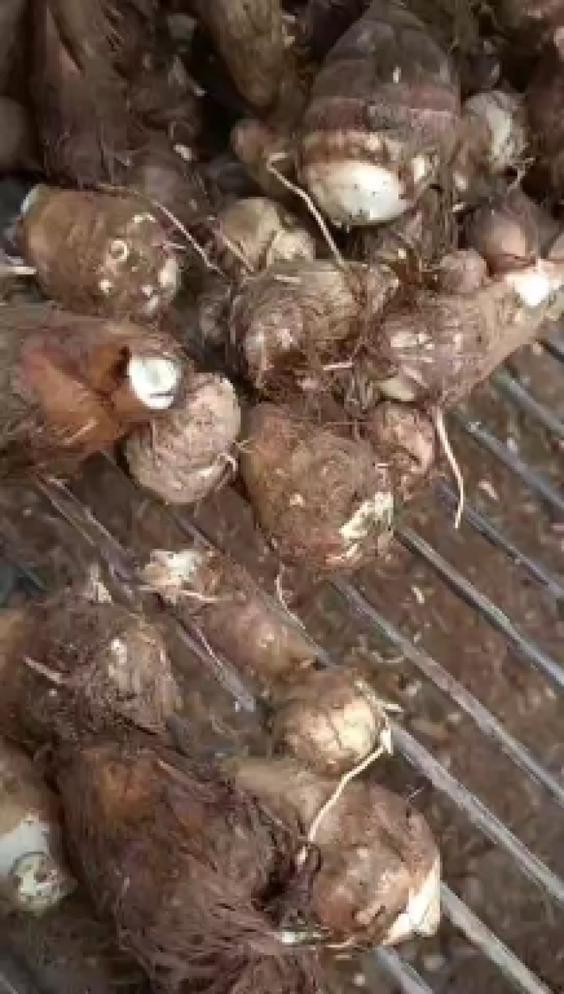 毛芋头产地价格量大保质保量质量好价格低质量好