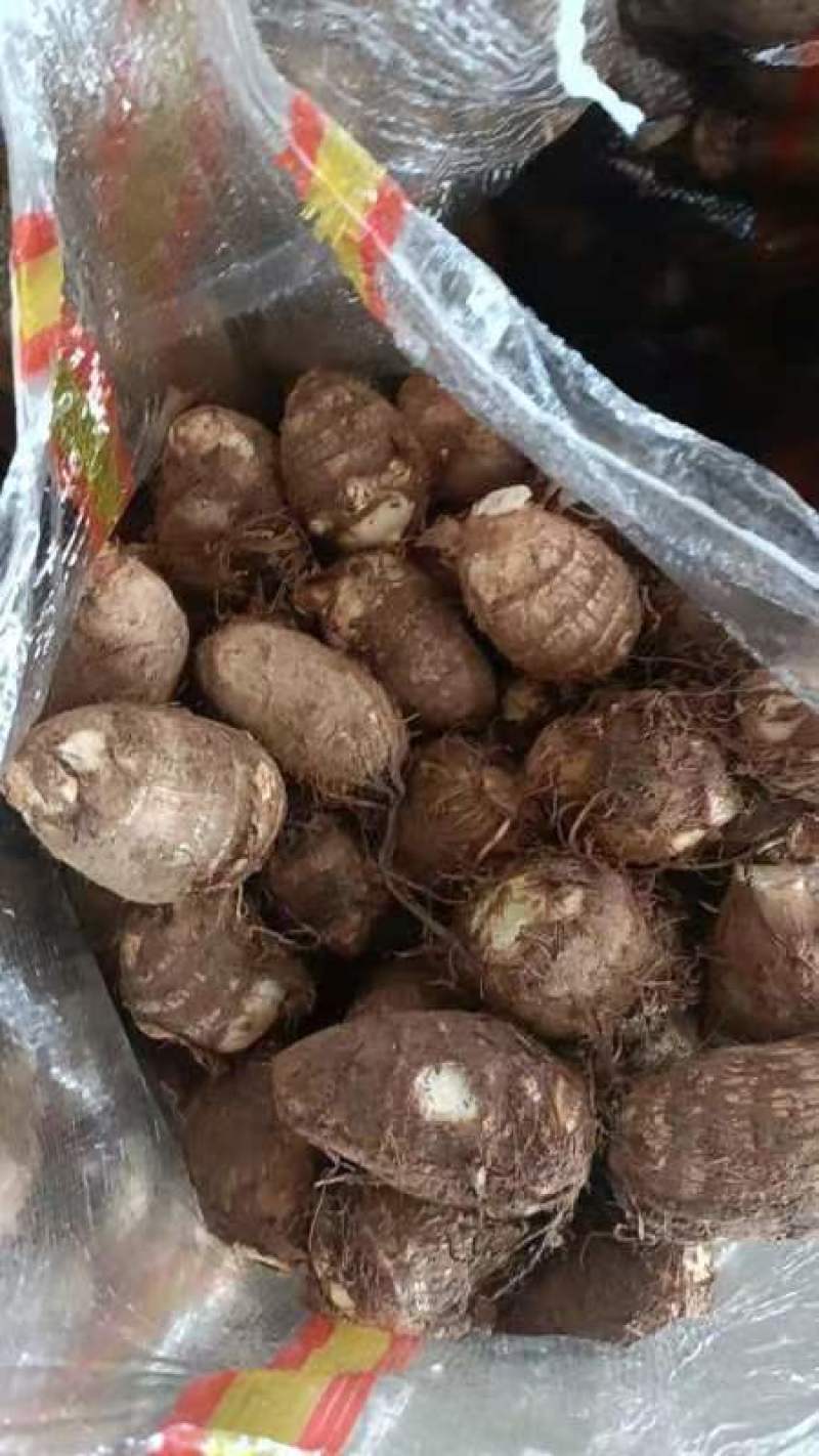 毛芋头产地价格量大保质保量质量好价格低质量好