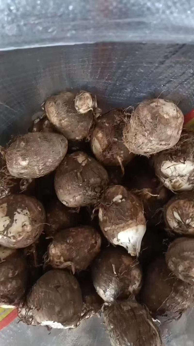 毛芋头产地价格量大保质保量质量好价格低质量好