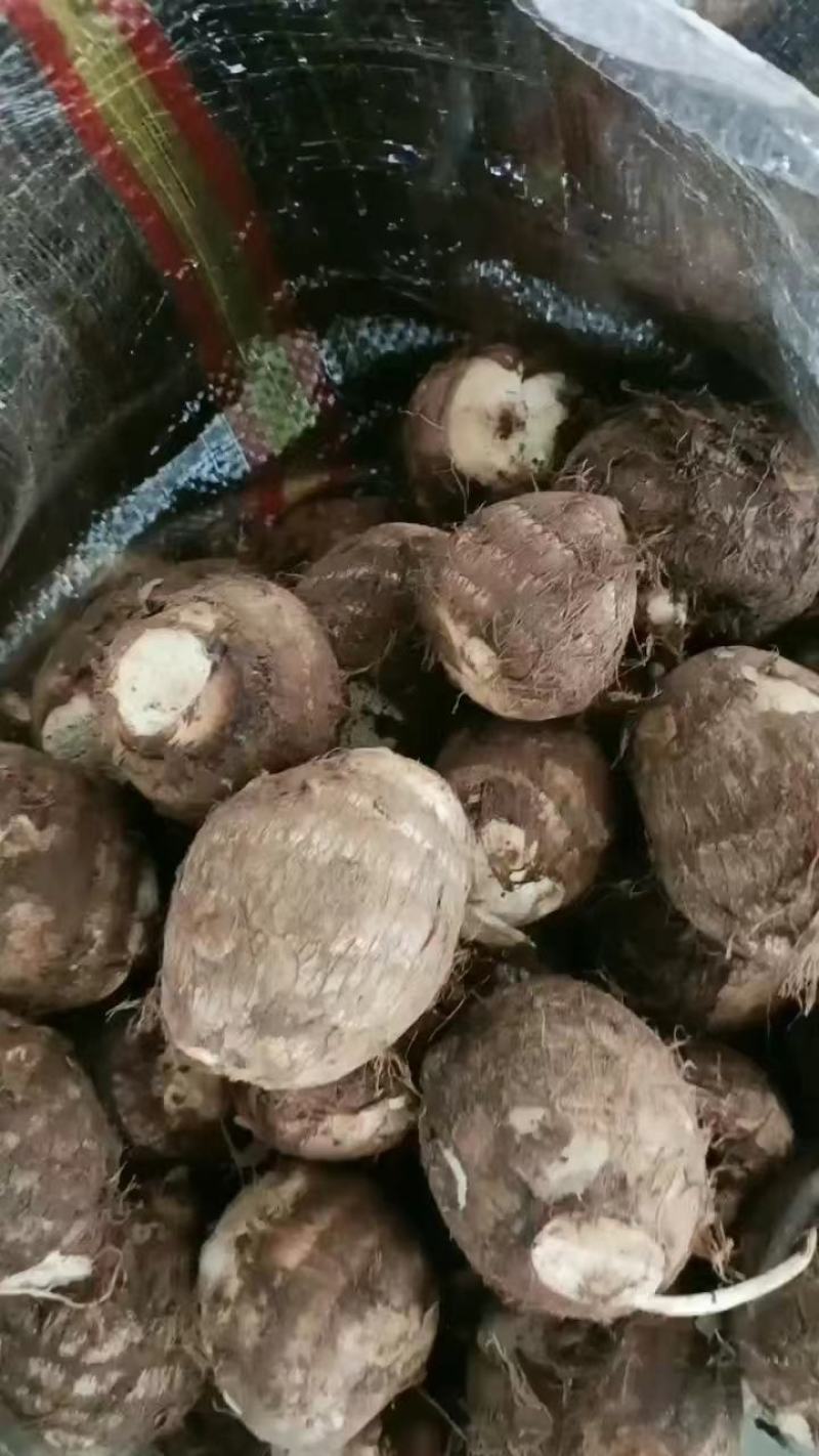 毛芋头产地价格量大保质保量质量好价格低质量好