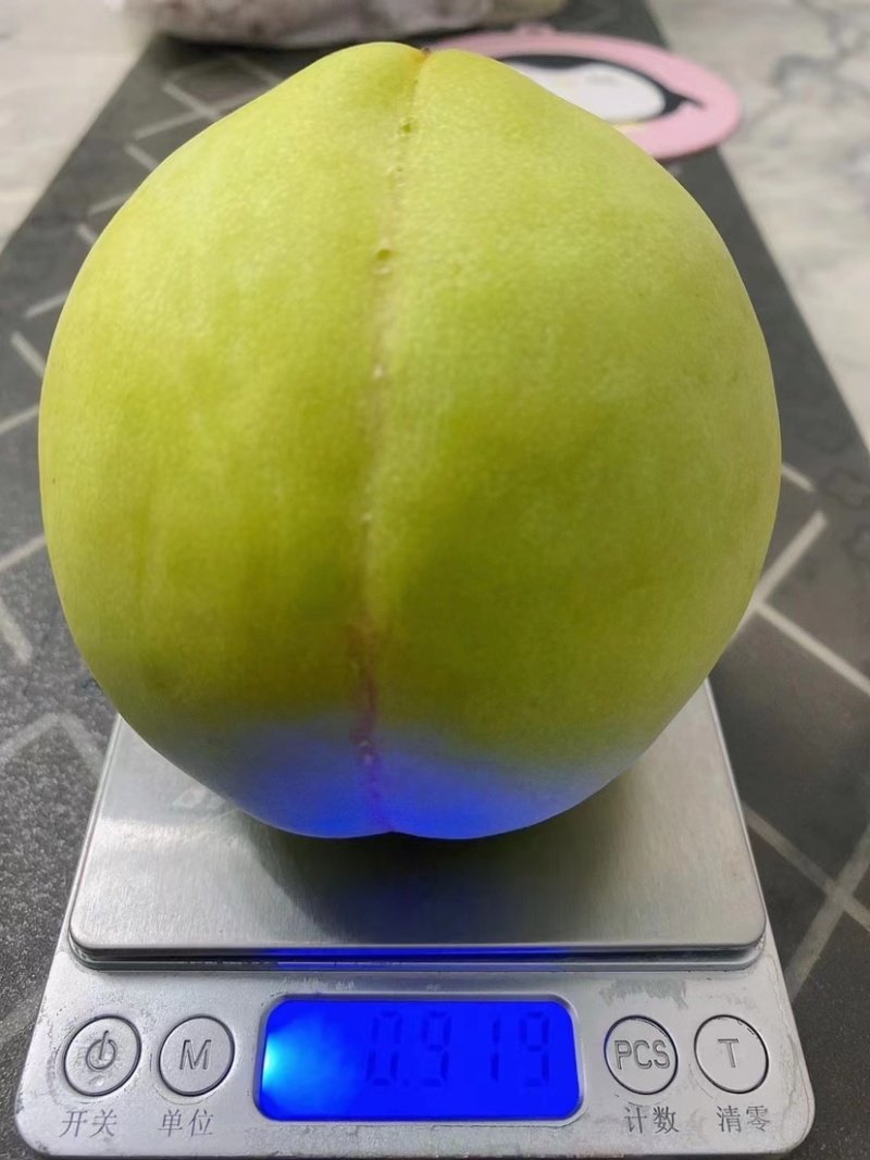 东海青脆桃