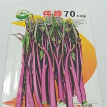 伟峰70天红菜苔种子