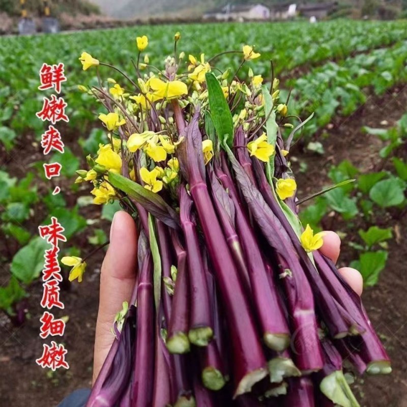 伟峰70天红菜苔种子