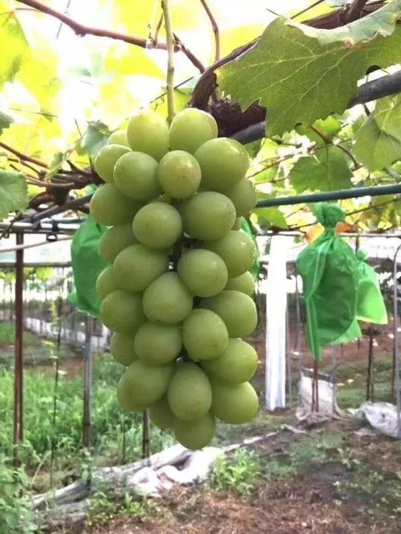 精品阳光玫瑰葡萄