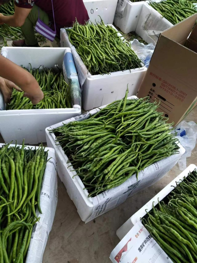 线椒鲜辣椒产地供应精品加工厂深加工大量新鲜辣椒产地供应