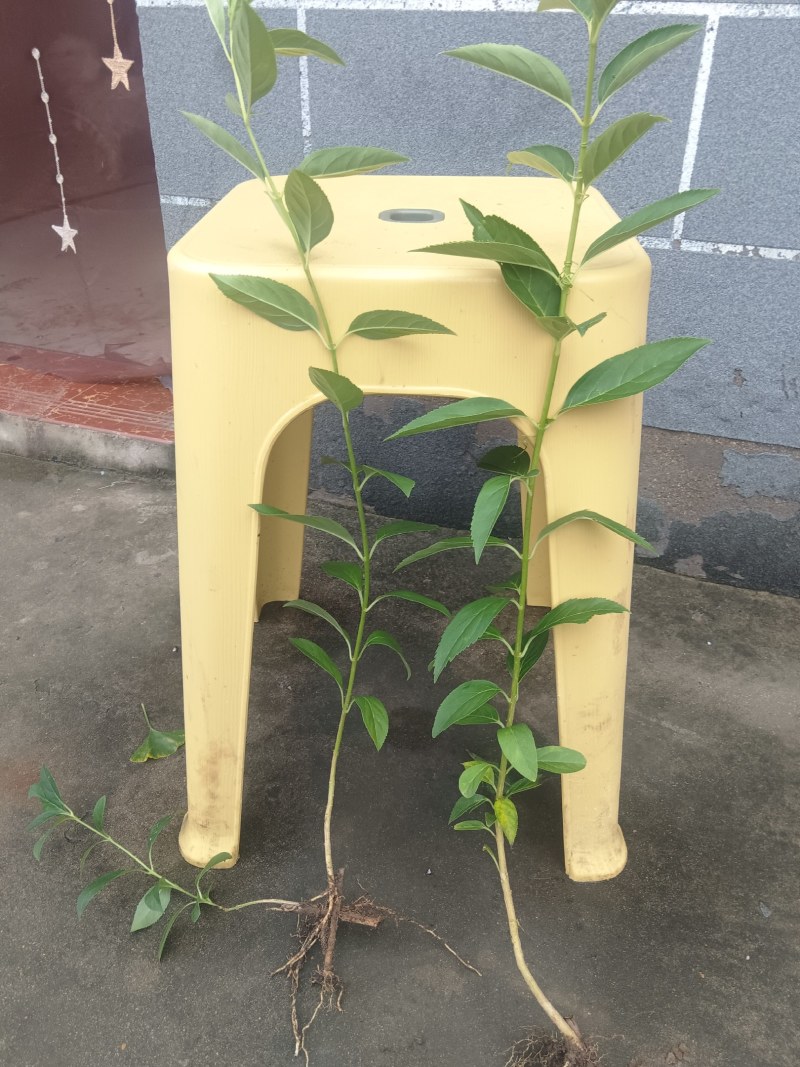 连翘苗