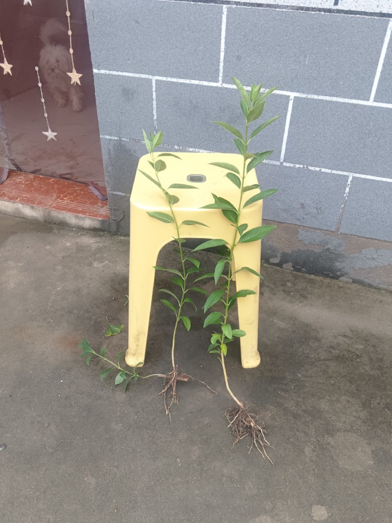 连翘苗