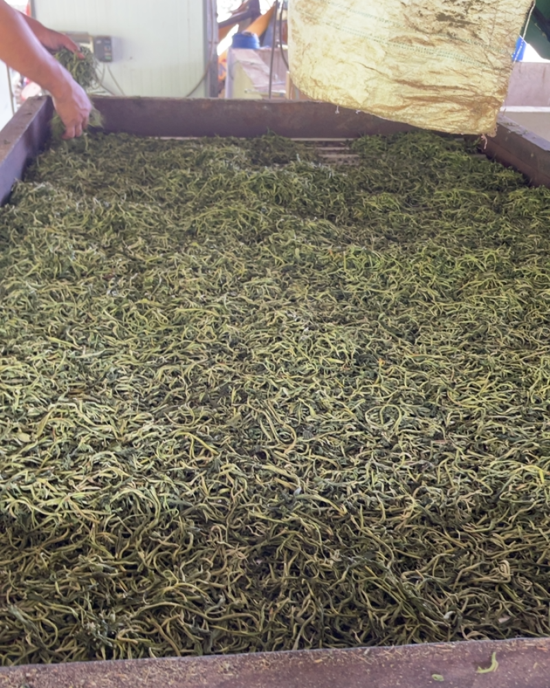 普洱台地绿茶货源稳定量大从优欢迎各位老板咨询下单
