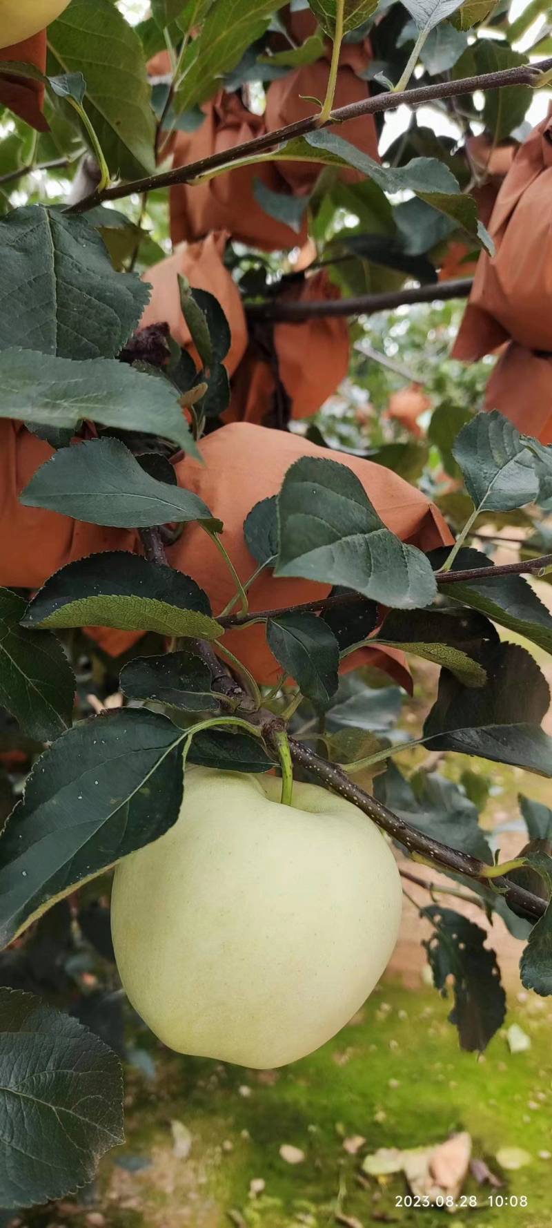 精品苹果黄元帅苹果现摘现发货源充足量大从优欢迎咨询