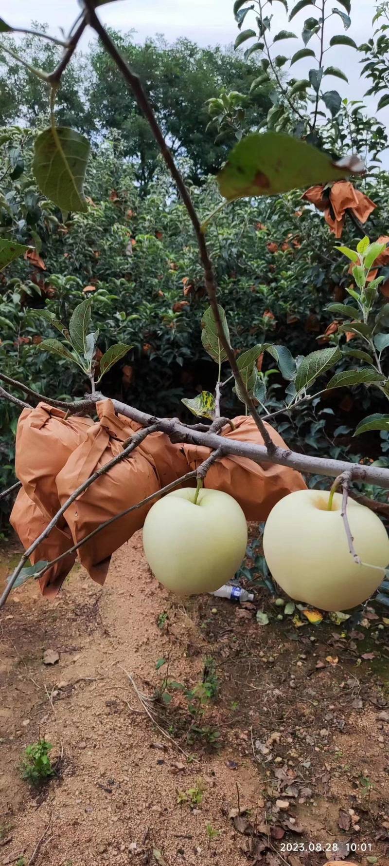 精品苹果黄元帅苹果现摘现发货源充足量大从优欢迎咨询
