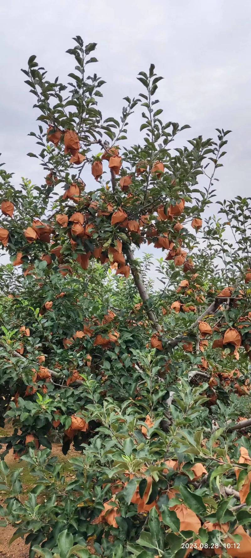 精品苹果黄元帅苹果现摘现发货源充足量大从优欢迎咨询