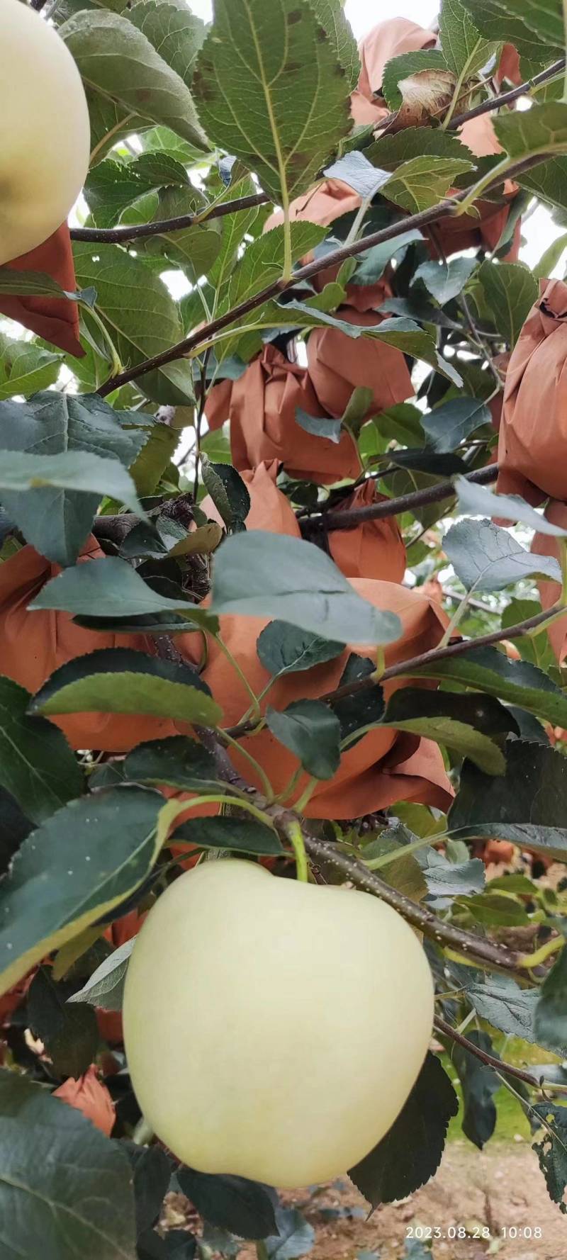精品苹果黄元帅苹果现摘现发货源充足量大从优欢迎咨询