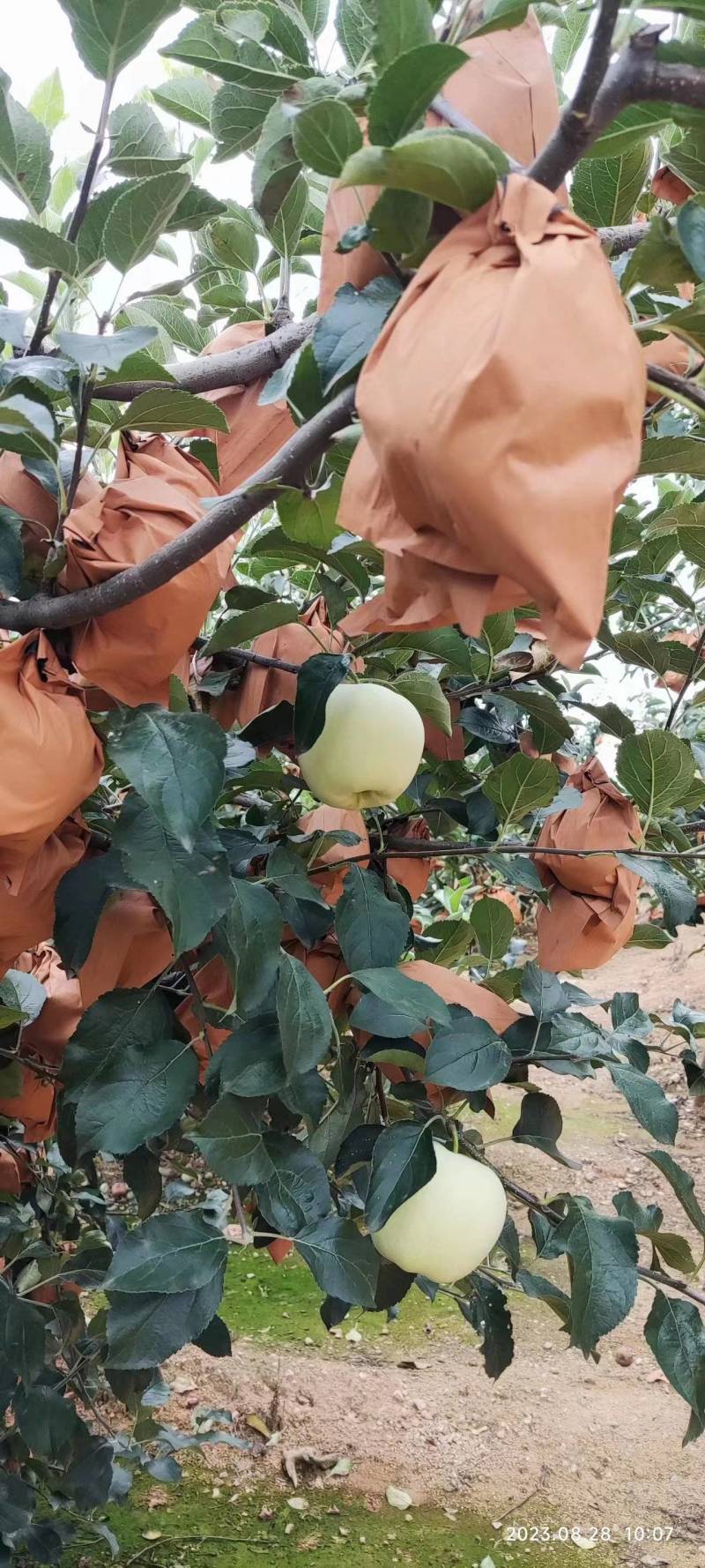 精品苹果黄元帅苹果现摘现发货源充足量大从优欢迎咨询