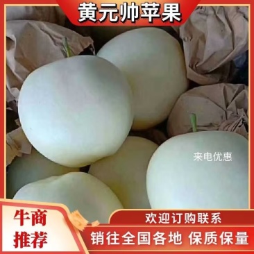 精品苹果黄元帅苹果现摘现发货源充足量大从优欢迎咨询