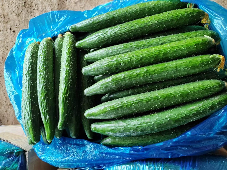 旱黄瓜与秋黄瓜市场销量对比图