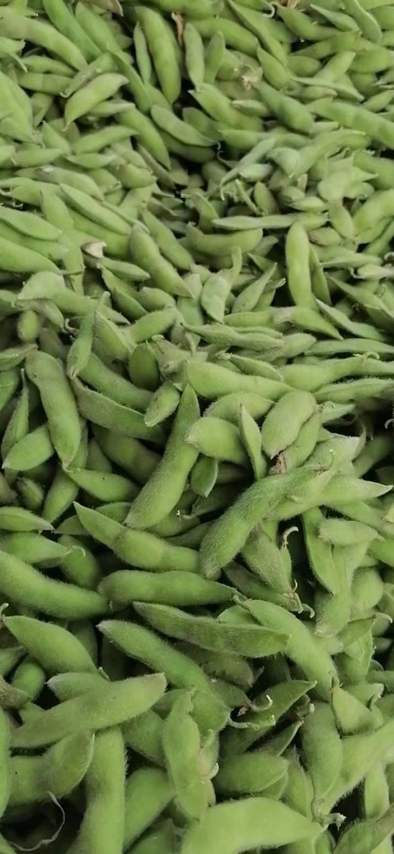 大青豆，安徽毛豆产地现货现发，量大从优，价格公道电联采