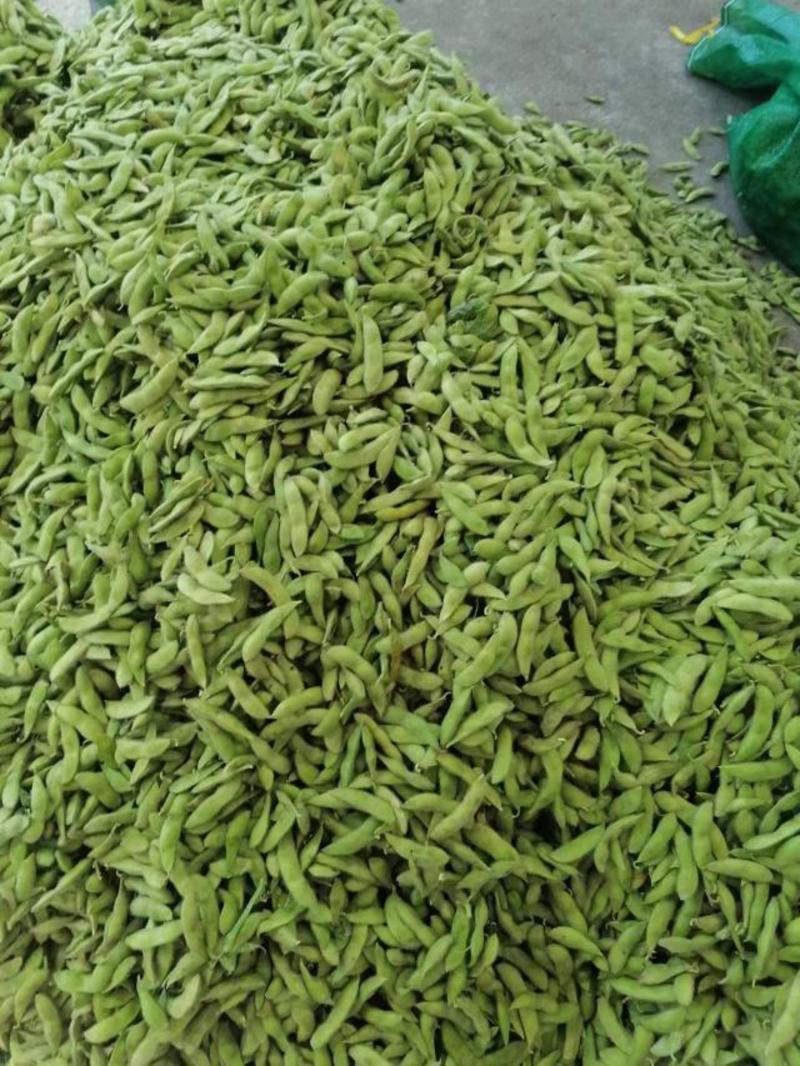 大青豆，安徽毛豆产地现货现发，量大从优，价格公道电联采