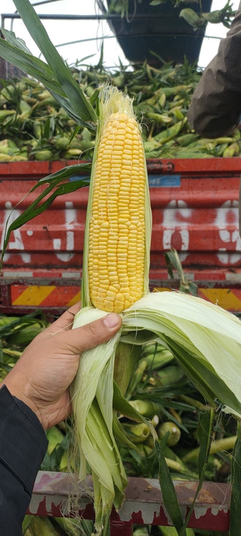 泰系太阳花水果玉米大量上市