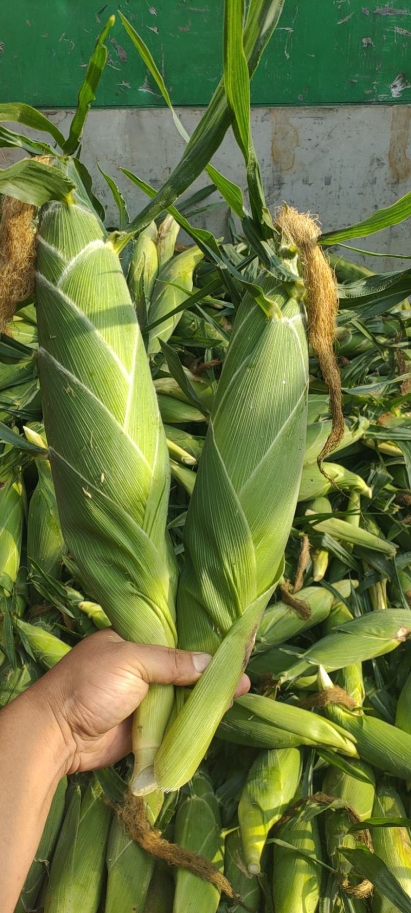 泰系太阳花水果玉米大量上市