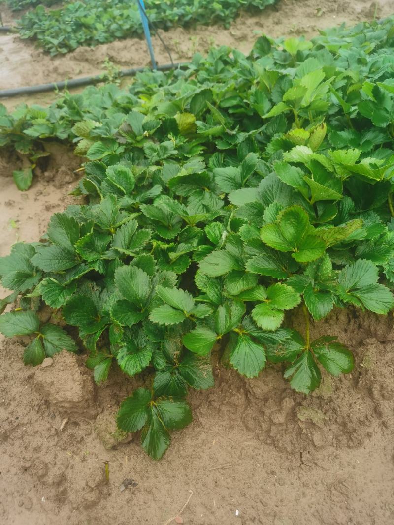 优质草莓苗山东甜宝草莓苗，基地供货根系发达成活率高电联
