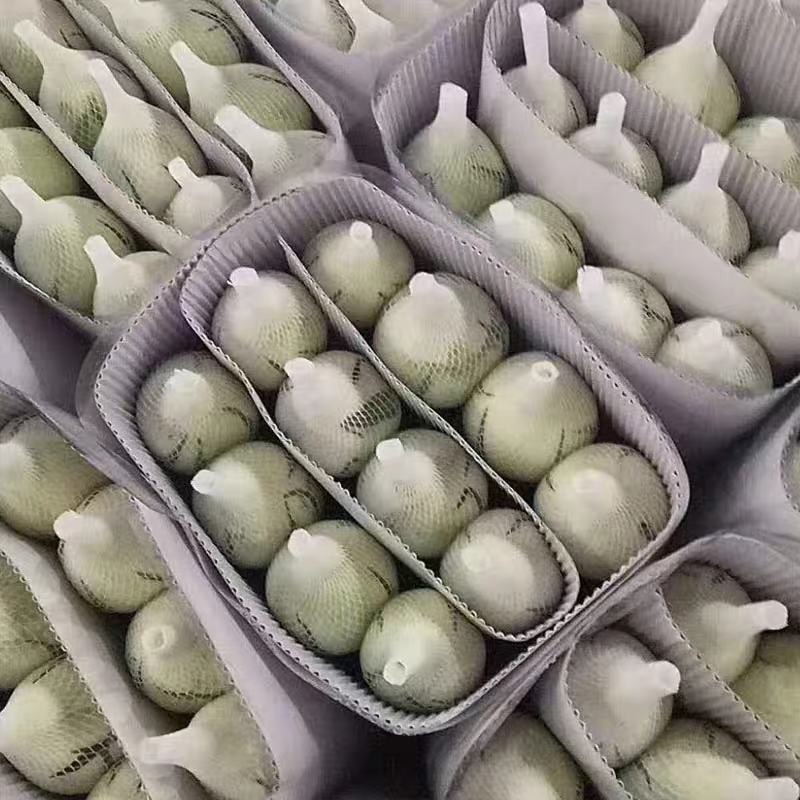 白玫瑰花鲜花云南昆明基地直发白雪山坦尼克鲜花