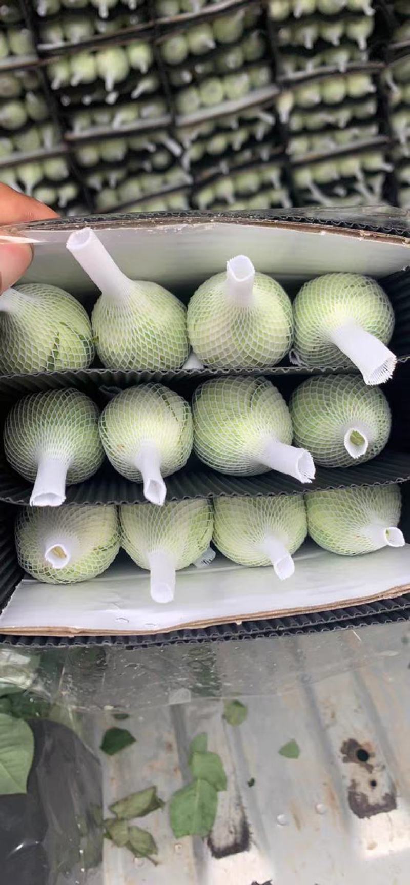 白玫瑰花鲜花云南昆明基地直发白雪山坦尼克鲜花