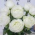 白玫瑰花鲜花云南昆明基地直发白雪山坦尼克鲜花
