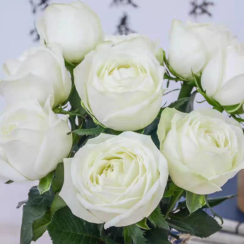 白玫瑰花鲜花云南昆明基地直发白雪山坦尼克鲜花