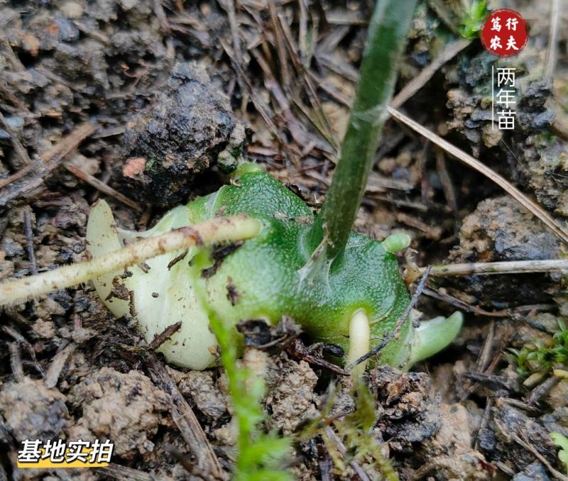 高杆多花不倒苗黄精种苗大鸡头黄精优质种苗露天育苗不倒苗