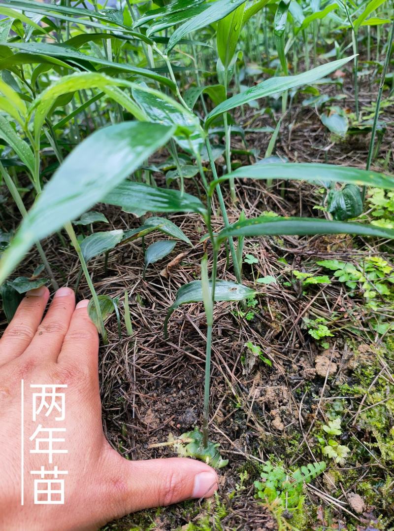 高杆多花不倒苗黄精种苗大鸡头黄精优质种苗露天育苗不倒苗