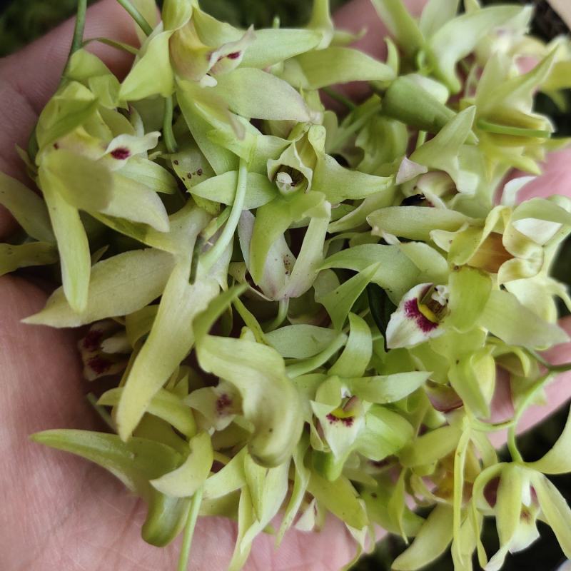 浙江及云南新鲜铁皮石斛干花味香色泽鲜亮长年批发3斤起