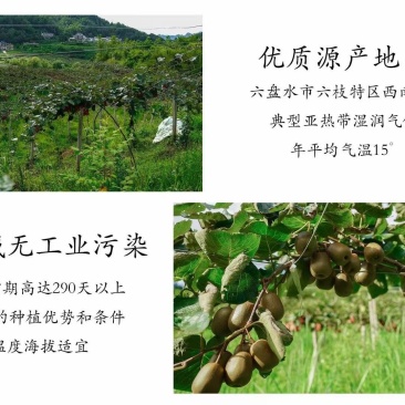 贵州六枝特区红心猕猴桃