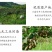 贵州六枝特区红心猕猴桃