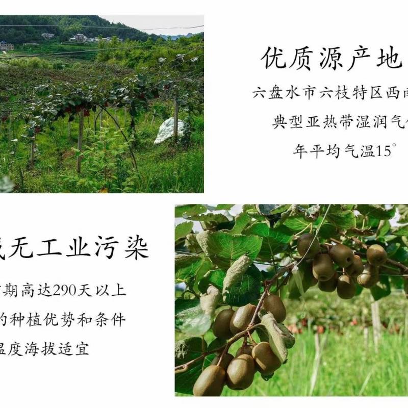 贵州六枝特区红心猕猴桃
